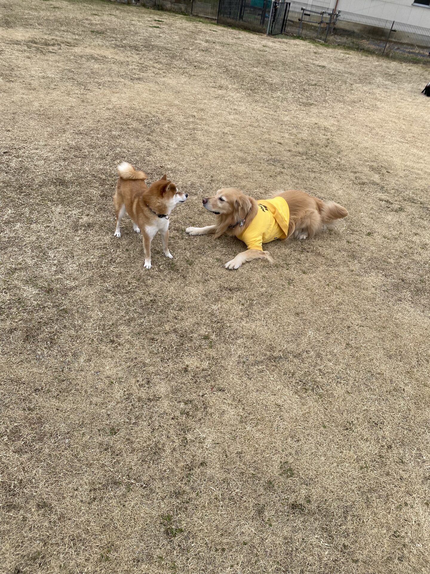 ファイル 8700-2.jpeg