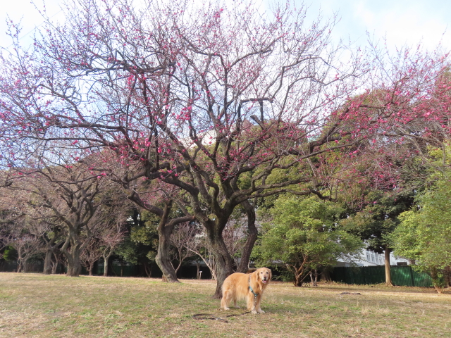 ファイル 8703-5.jpg