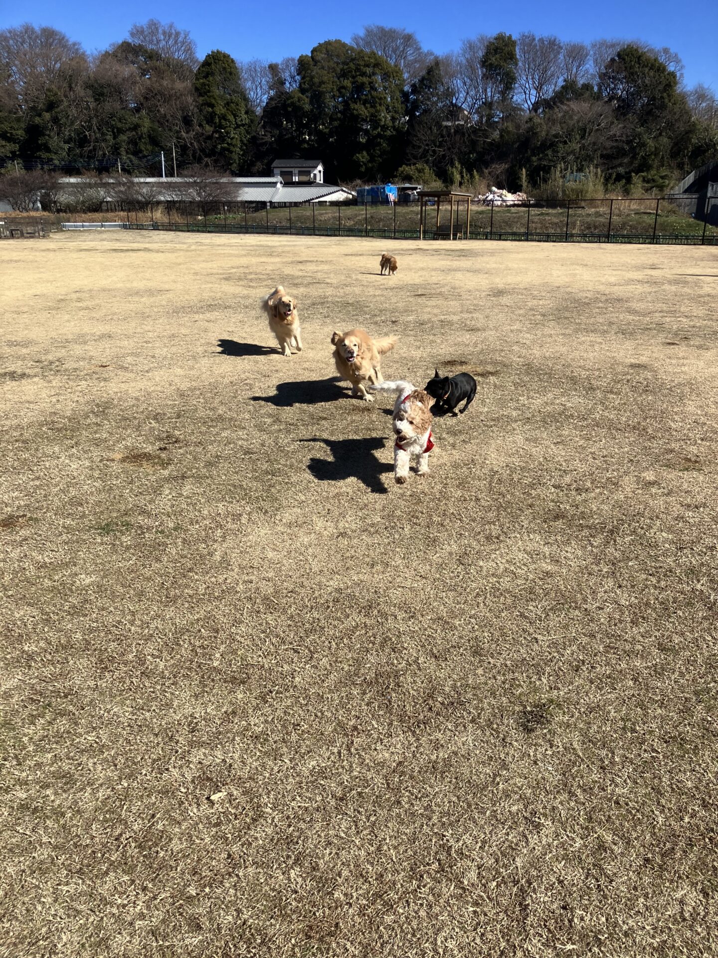 ファイル 8706-1.jpeg