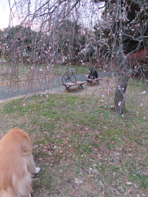 ファイル 8707-3.jpg