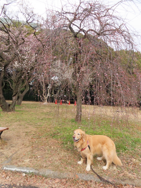 ファイル 8707-4.jpg