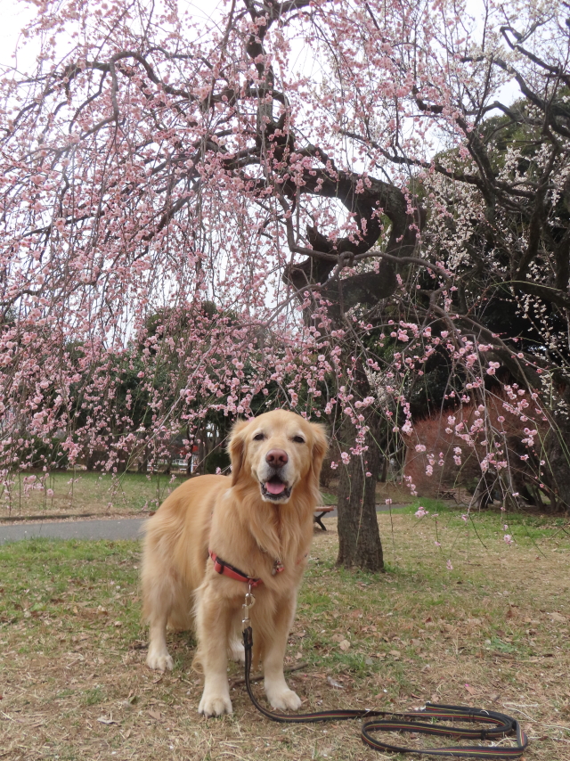 ファイル 8712-3.jpg