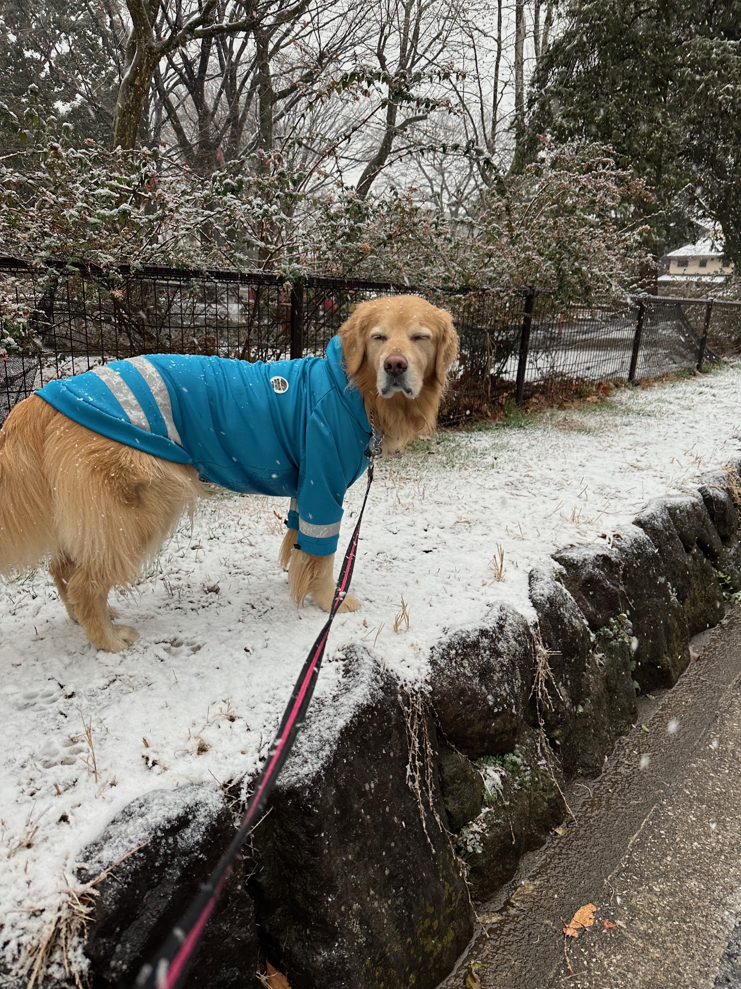 ファイル 8713-2.jpeg