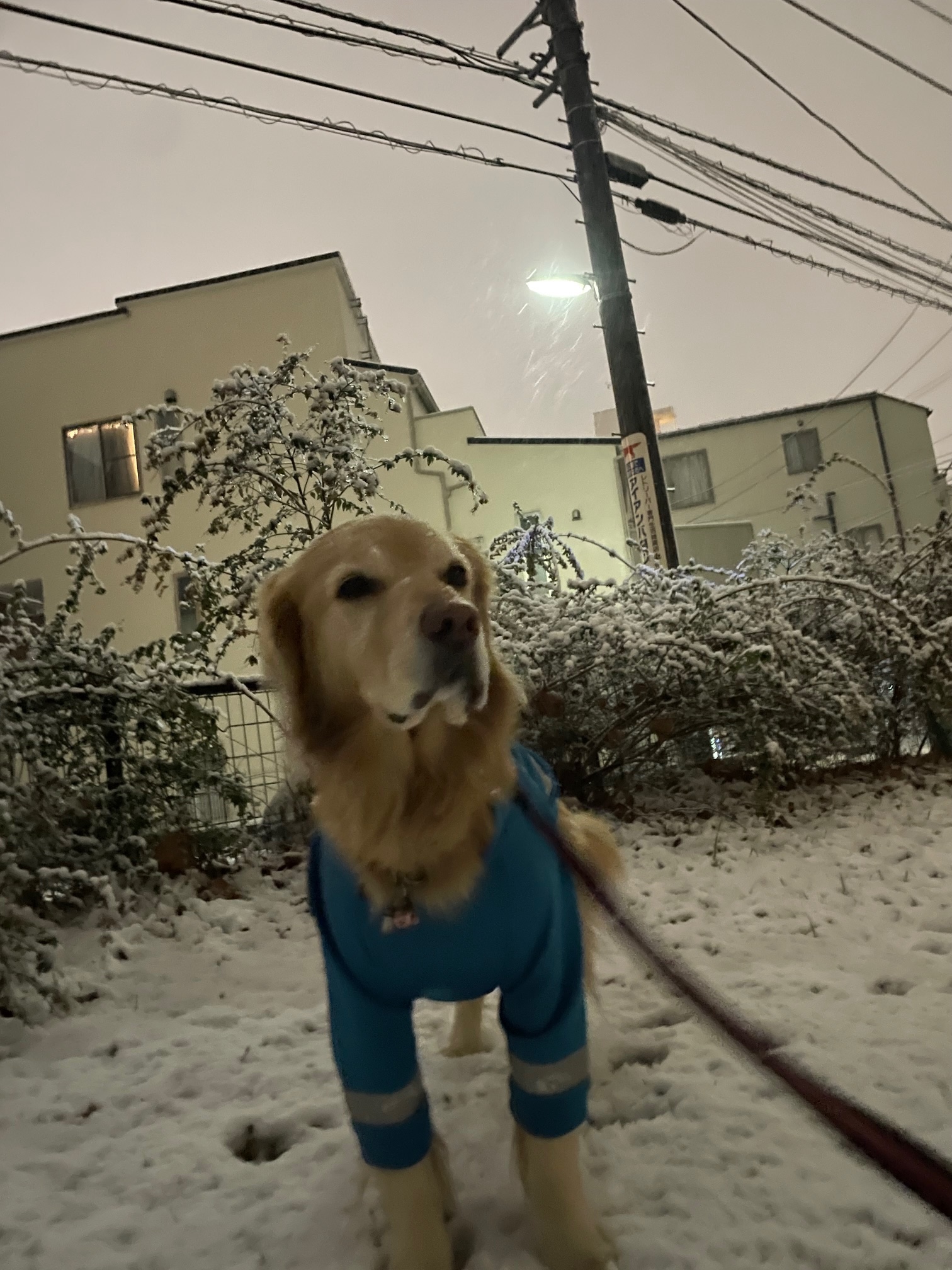 ファイル 8713-3.jpeg