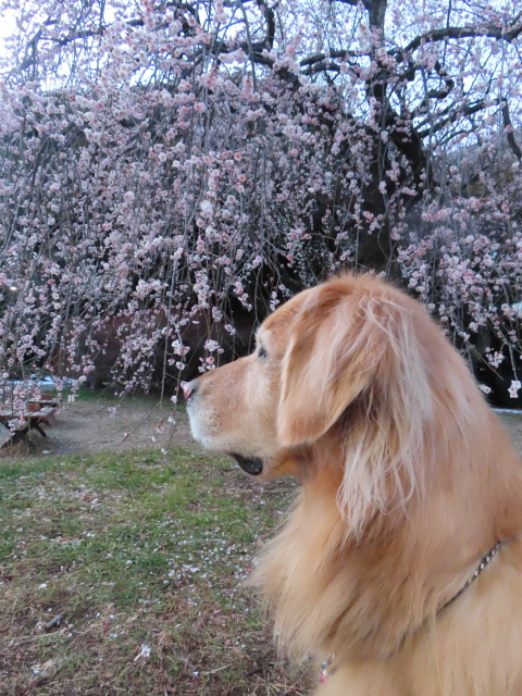 ファイル 8717-5.jpg