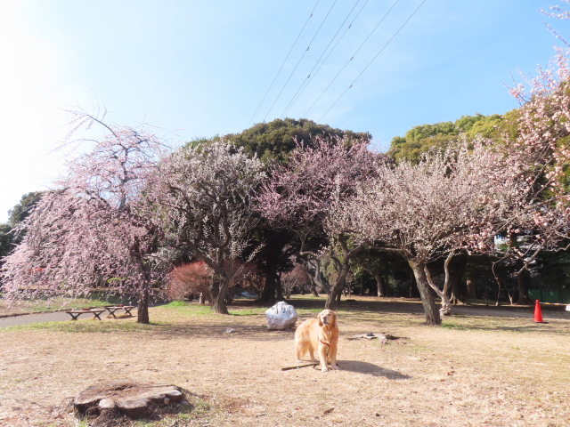 ファイル 8718-1.jpg