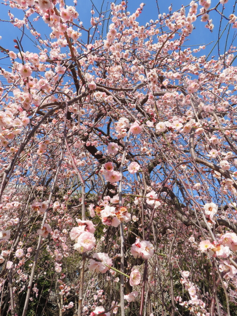 ファイル 8718-2.jpg