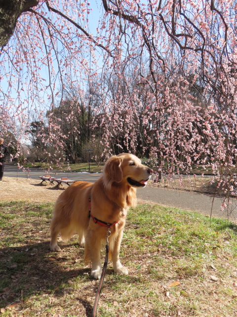 ファイル 8718-4.jpg