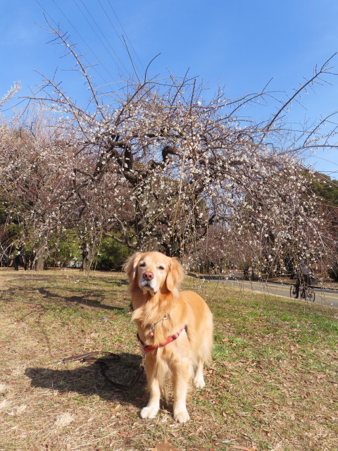 ファイル 8718-5.jpg