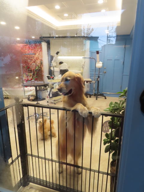 ファイル 8726-1.jpg