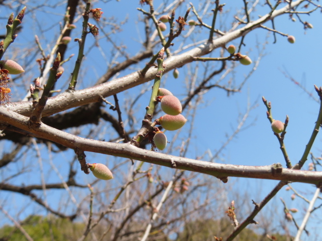 ファイル 8740-3.jpg