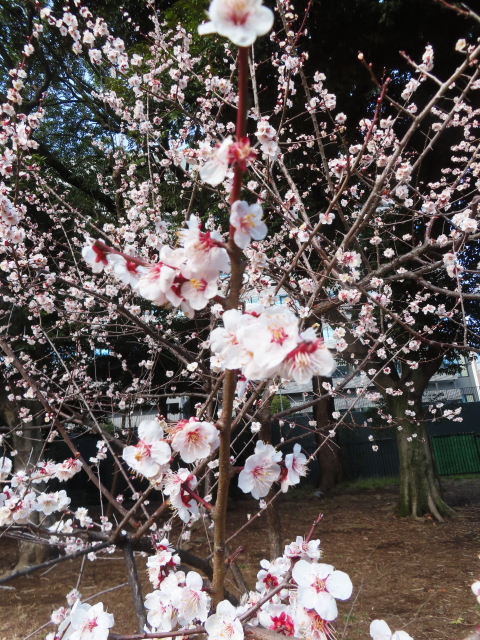 ファイル 8740-5.jpg