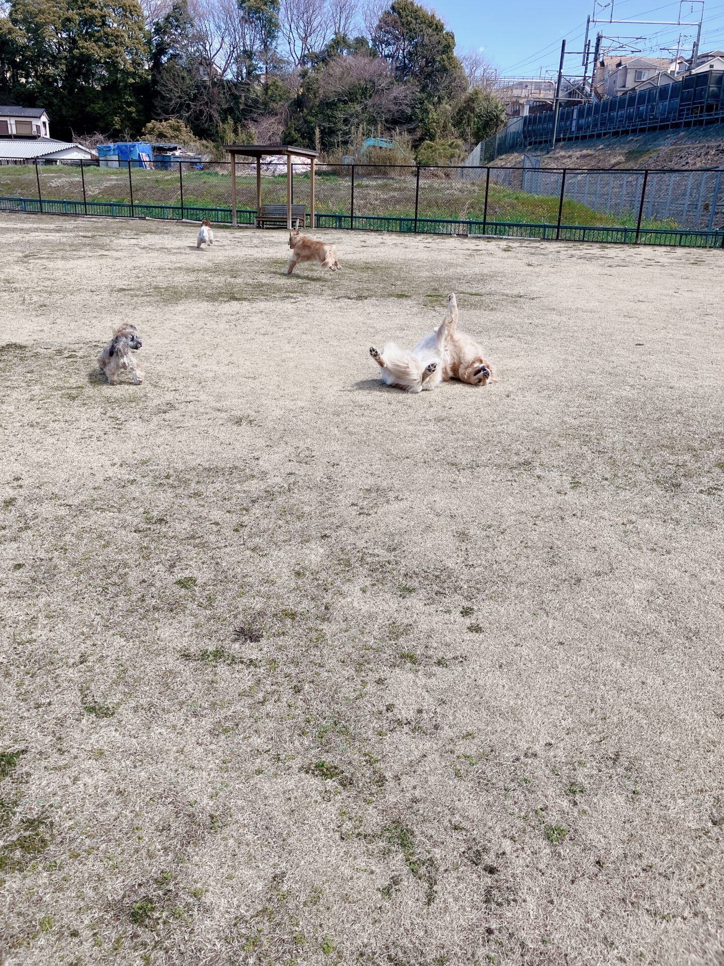 ファイル 8742-2.jpeg