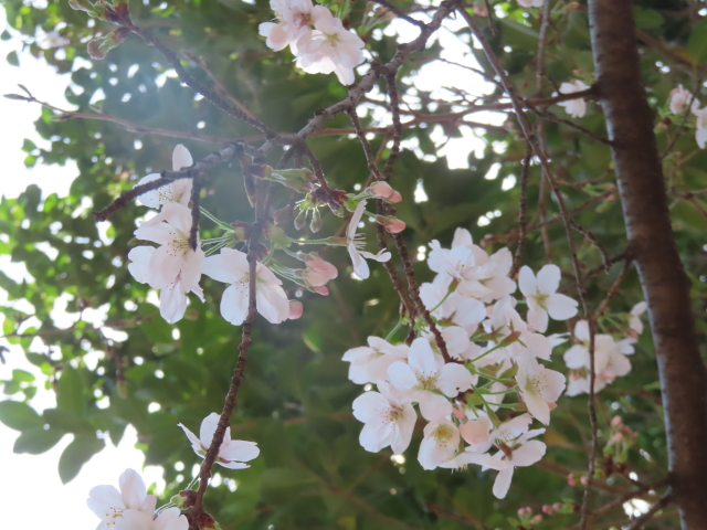 ファイル 8751-5.jpg