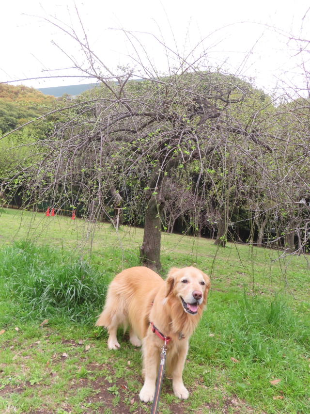 ファイル 8753-1.jpg