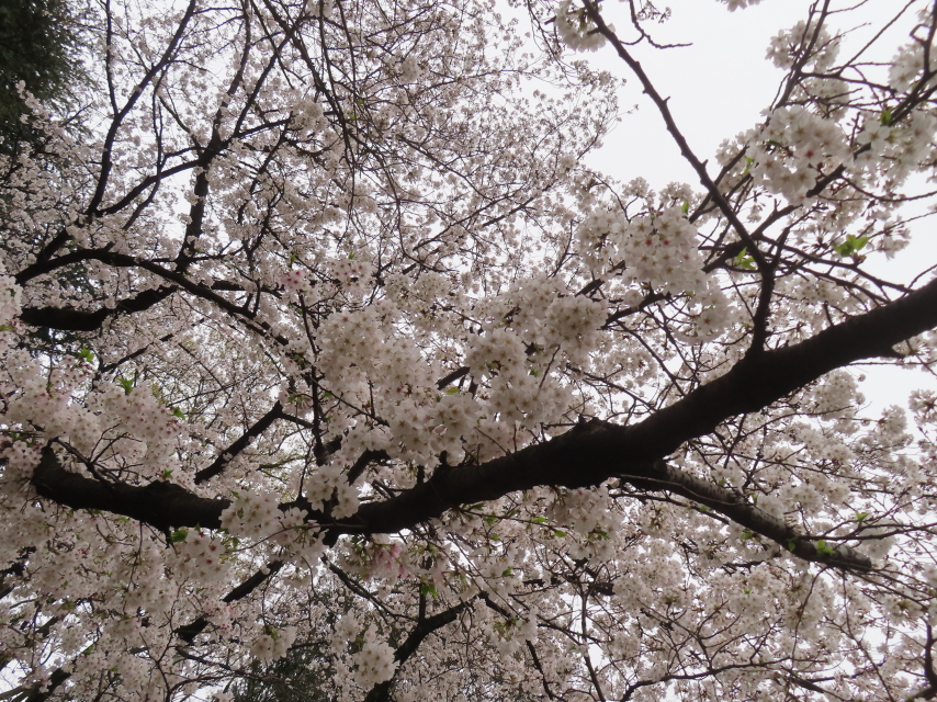 ファイル 8754-2.jpg