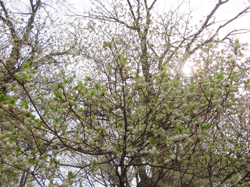 ファイル 8756-4.jpg