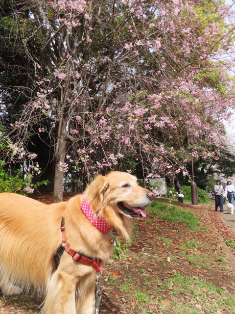 ファイル 8757-1.jpg