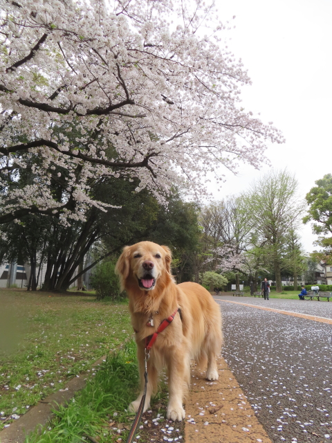 ファイル 8760-1.jpg