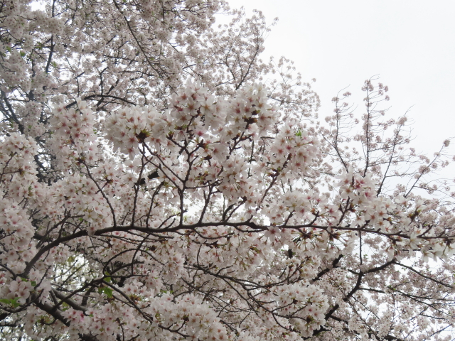 ファイル 8760-2.jpg