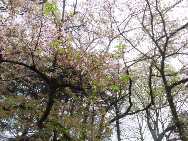 ファイル 8760-5.jpg