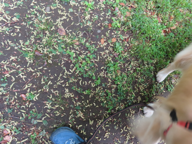 ファイル 8767-3.jpg