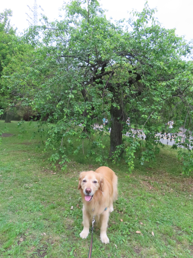 ファイル 8771-1.jpg