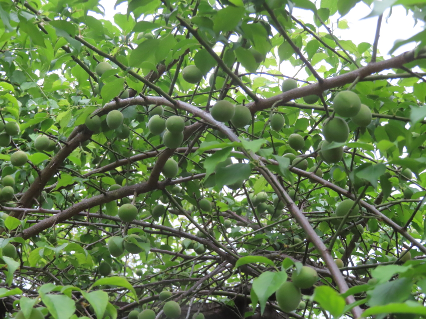 ファイル 8771-2.jpg