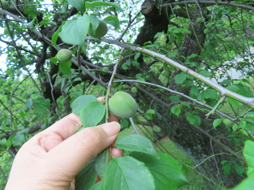 ファイル 8771-3.jpg