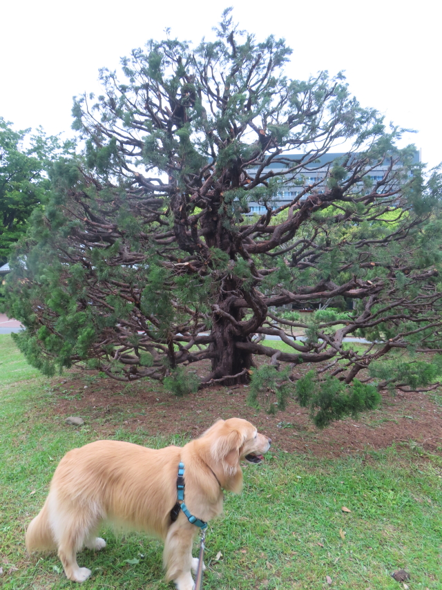 ファイル 8771-5.jpg