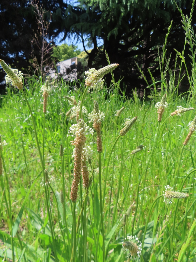 ファイル 8774-5.jpg