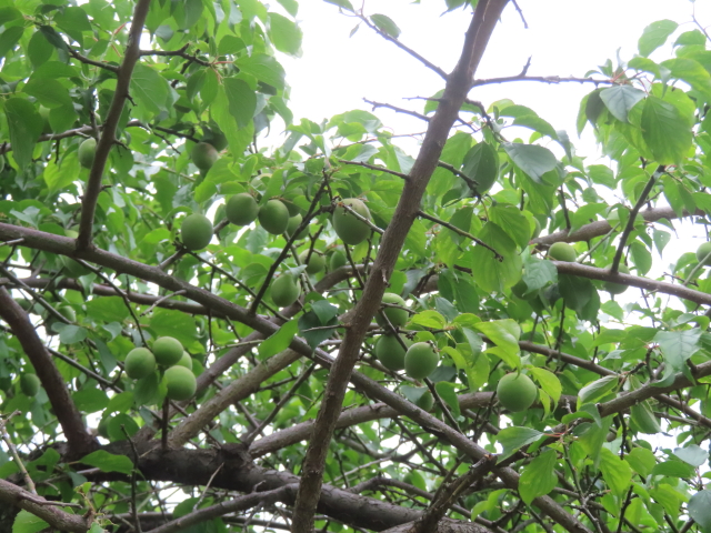 ファイル 8783-1.jpg