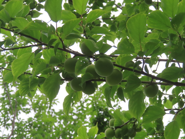 ファイル 8783-2.jpg