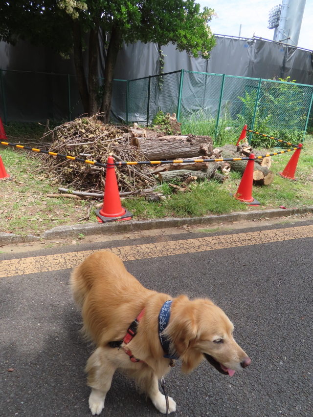 ファイル 8788-3.jpg