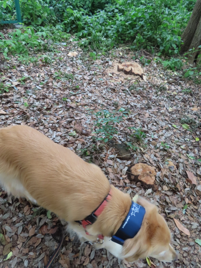 ファイル 8788-4.jpg