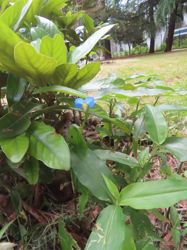 ファイル 8788-5.jpg