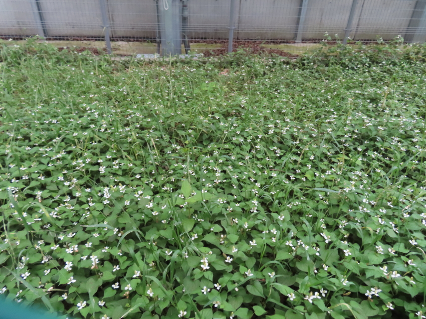 ファイル 8789-2.jpg