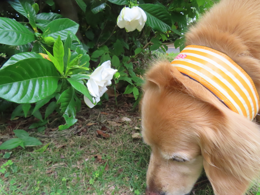 ファイル 8794-5.jpg