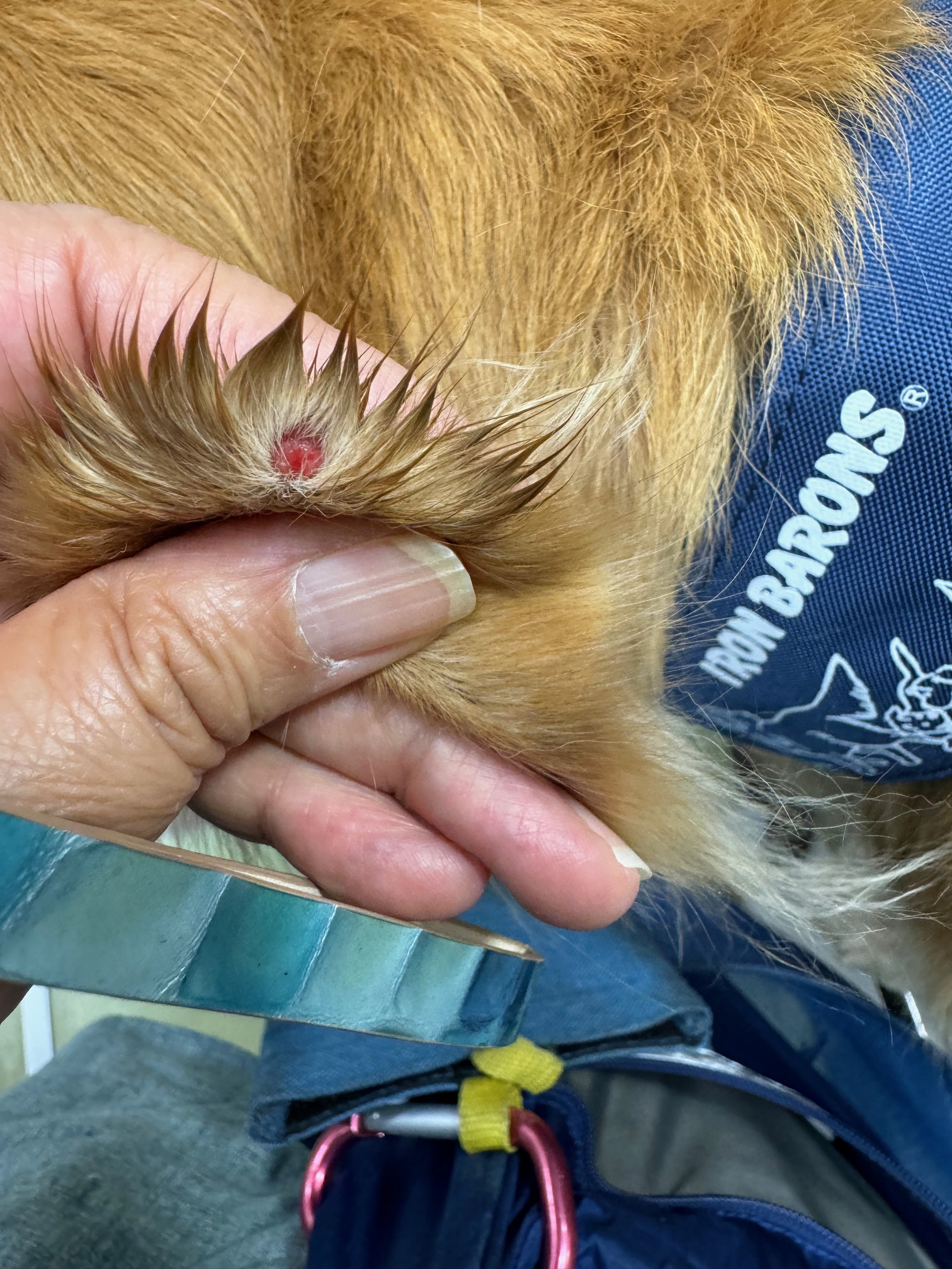 ファイル 8796-1.jpg