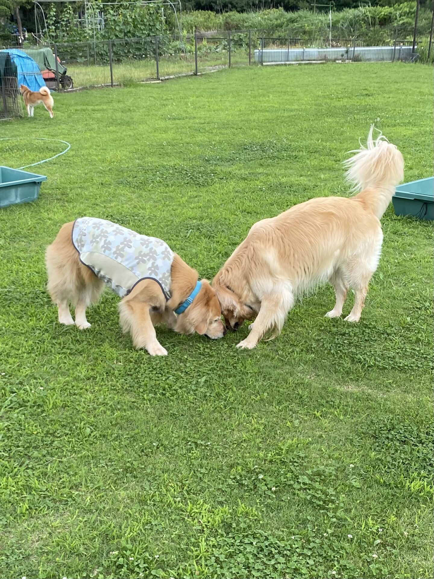 ファイル 8798-4.jpeg