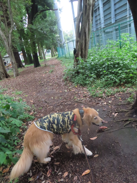 ファイル 8799-1.jpg