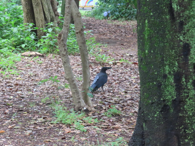 ファイル 8799-2.jpg