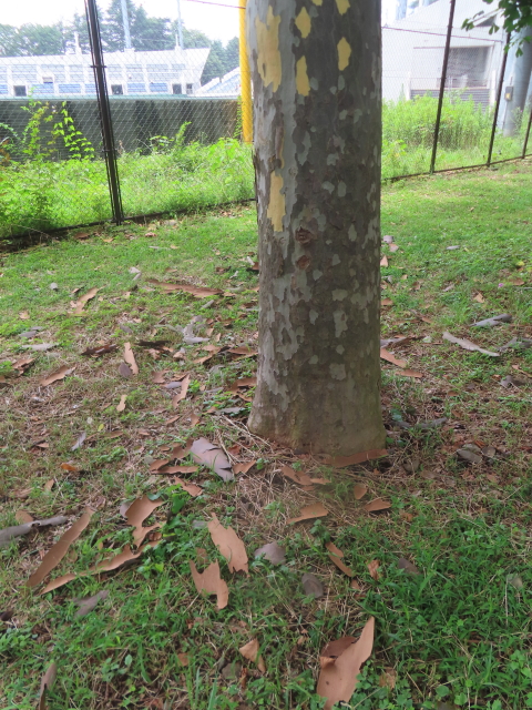 ファイル 8799-3.jpg