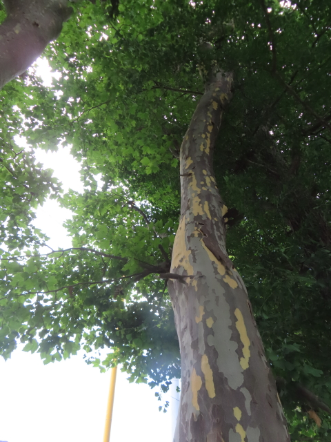 ファイル 8799-4.jpg