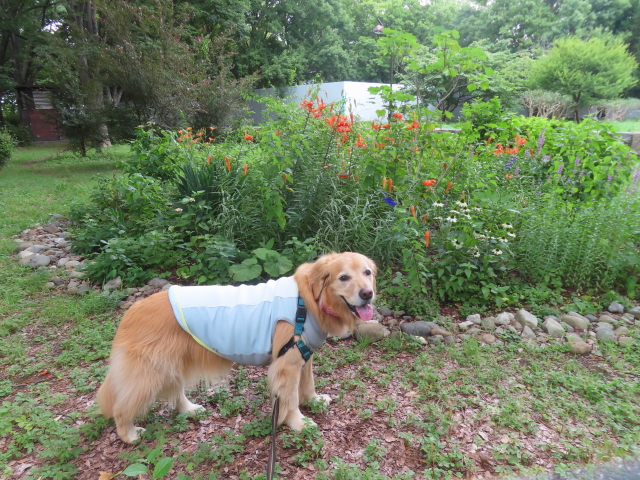 ファイル 8806-2.jpg