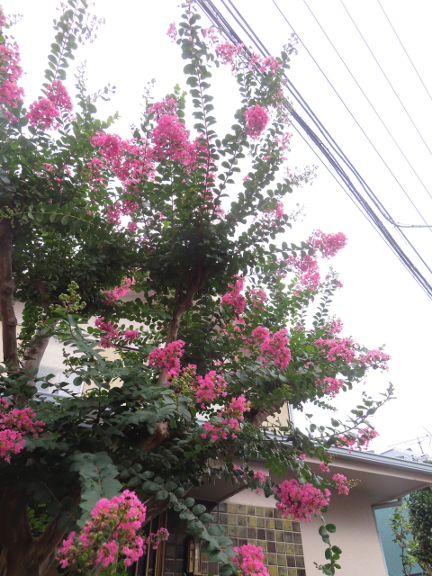 ファイル 8806-3.jpg