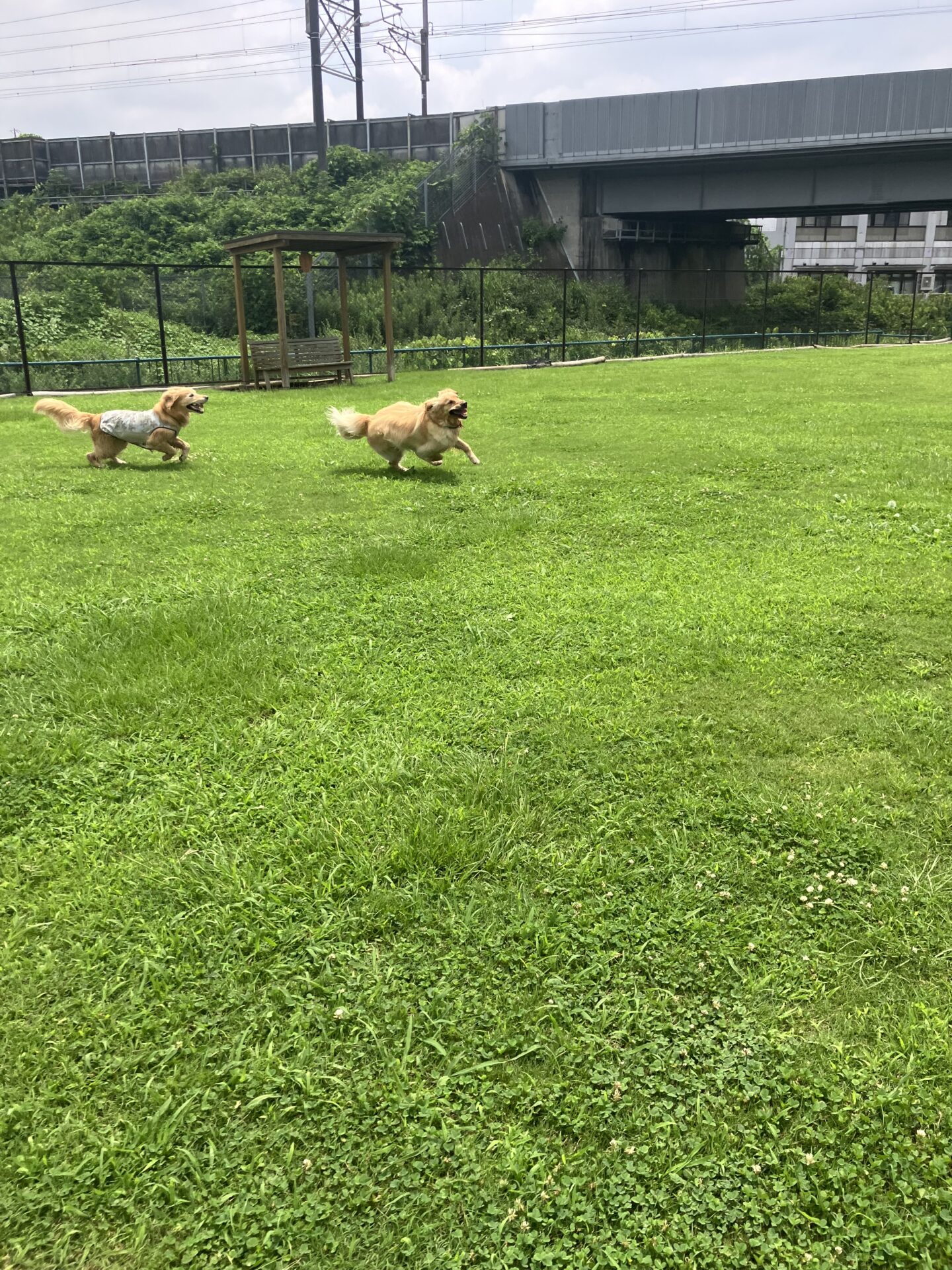 ファイル 8808-2.jpeg