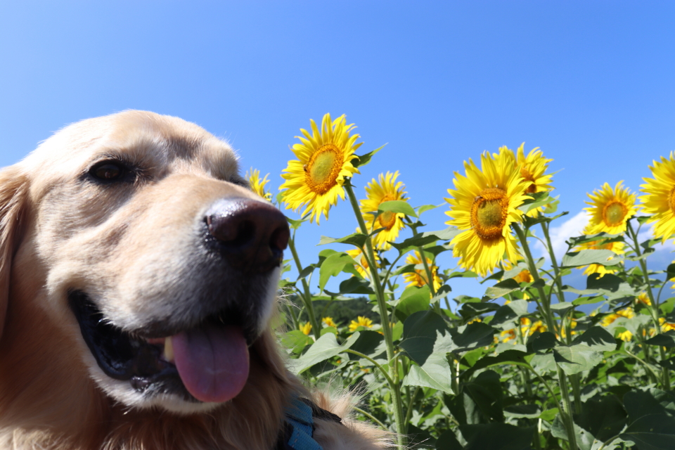 ファイル 8809-4.jpg