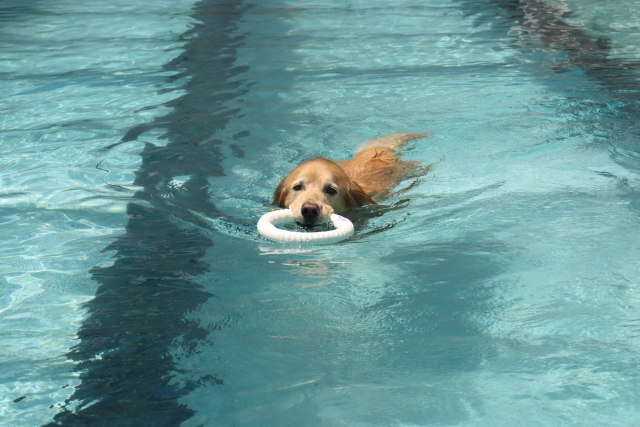 ファイル 8811-1.jpg