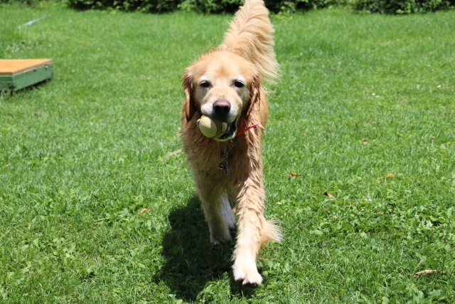 ファイル 8811-2.jpg